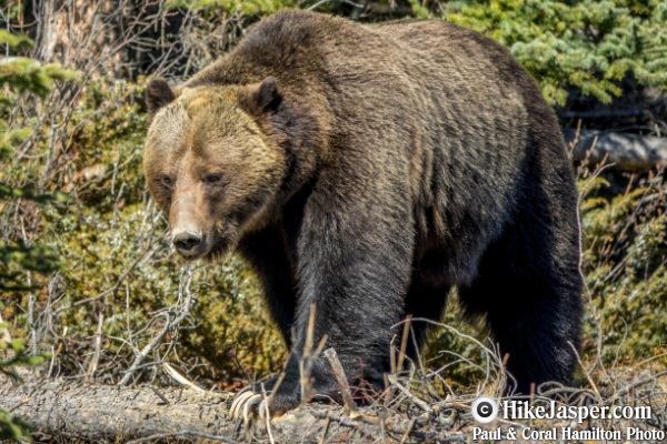 Grizzly Bear Photo in Jasper, Alberta - Hiking  2018
