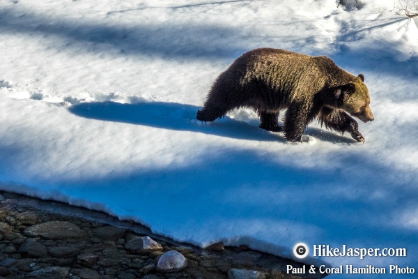 Grizzly Bear in Jasper, Alberta  31