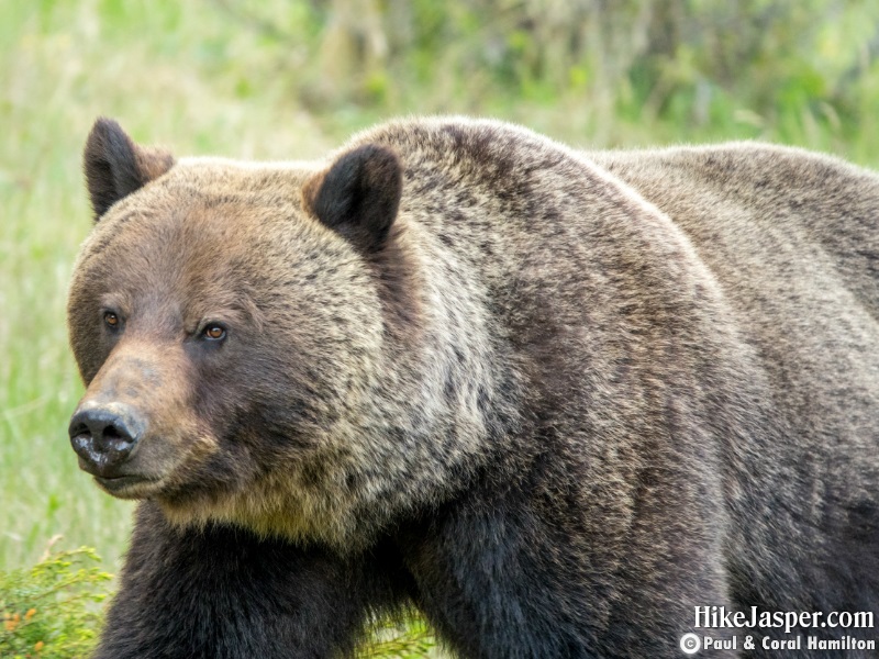 Grizzly Bear Boar in Jasper, Alberta - Hiking 2020