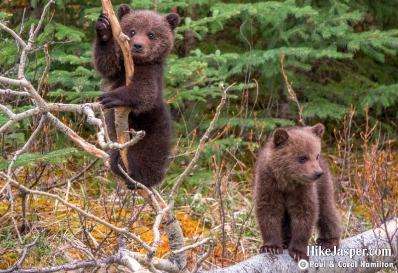 Grizzly Bear Cubs of the Year Climbing in Jasper, Alberta - Hiking 2020
