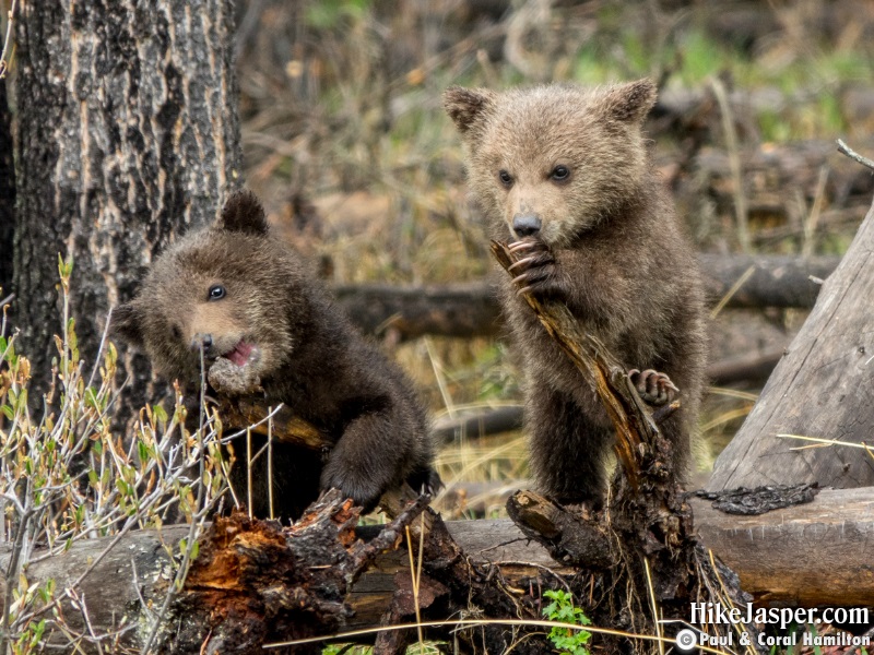 Grizzly Bear Cubs of the Year in Jasper, Alberta - Hiking 2020