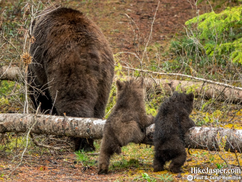 Grizzly Bear Family Leaving Jasper Alberta in Jasper, Alberta - Hiking 2020