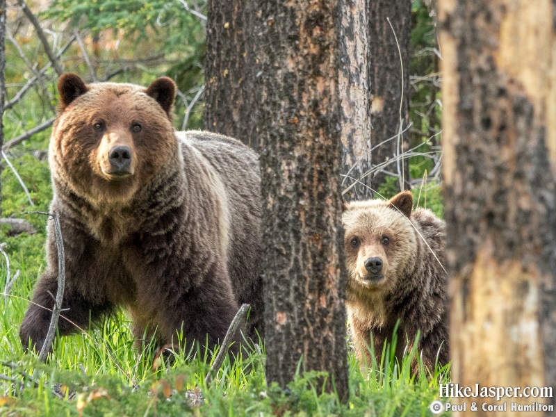Grizzly Bear Mother with Mature Cub in Jasper, Alberta - Hiking 2020