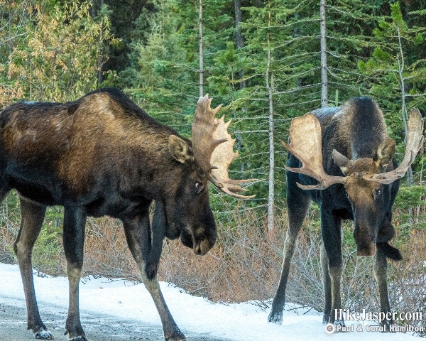 Moose Bulls Sparring in Jasper, Alberta - Hike Jasper