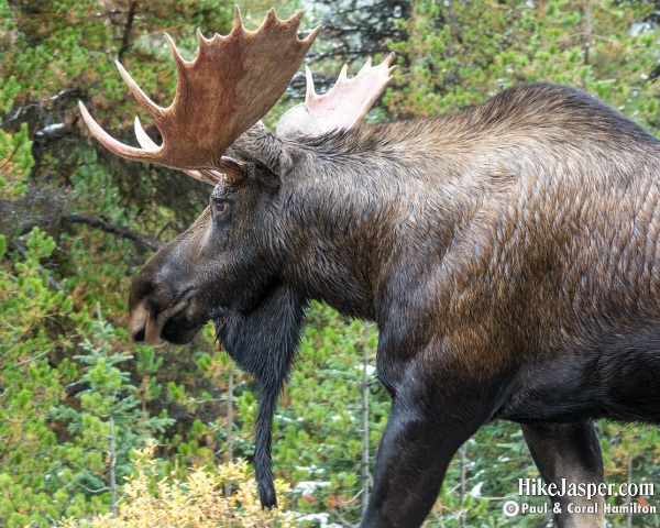 Moose Bull in Jasper, Alberta - Hike Jasper