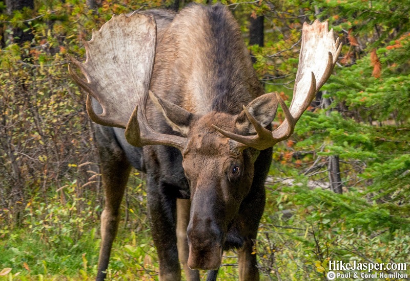 Moose Bull 4 in Jasper National Park Hike 2019, Alberta