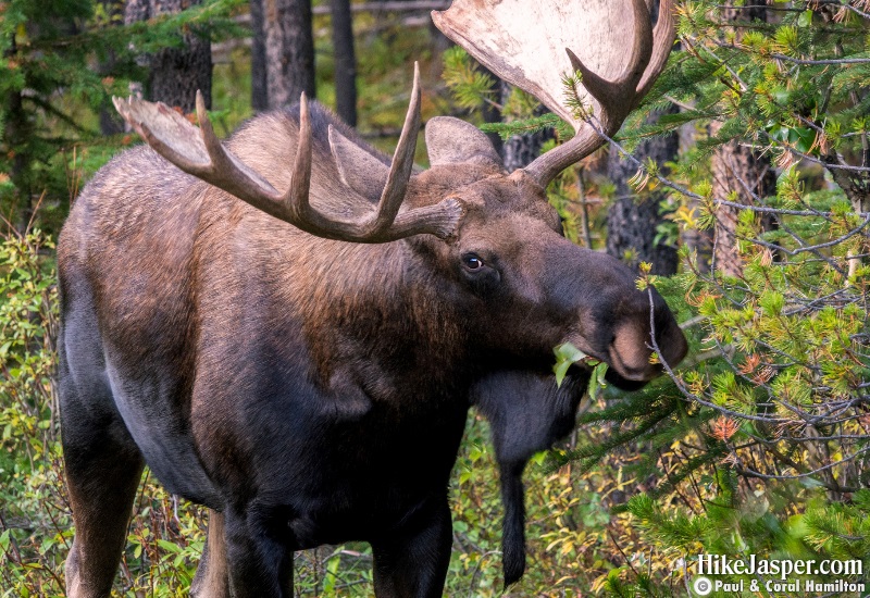 Moose Bull 5 Jasper National Park Hike 2019, Alberta - Hike Jasper