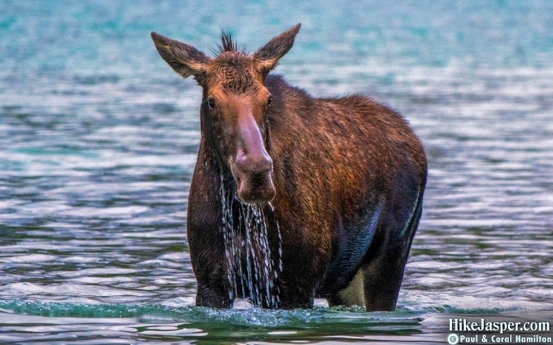 Moose Cow at Moose Lake - Maligne Lake - Hike Jasper