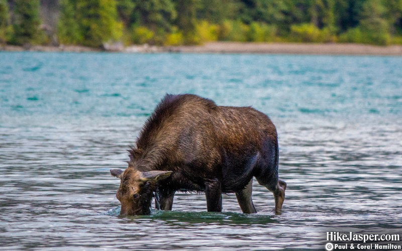 Moose Cow at Moose Lake - Maligne Lake 2 - Hike Jasper