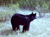 2010 Bear on Trail Hiking Jasper Valley of Five Lakes