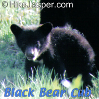 Guided Jasper Hike Bear cub sighting