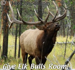 Give Elk Bulls Roomwhile Hiking in Jasper