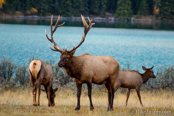 Elk at Lake Annette Hike Jasper 2016