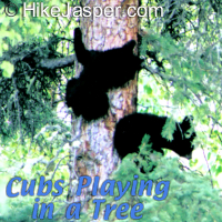 Hiking with Jasper Guide watching Bear cubs