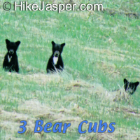 Bear cubs looking on Jasper guided hike