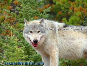 Hike Jasper to View Wildlife