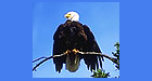 Jasper Guided Hike Eagle Sighting