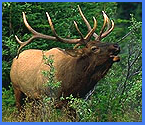 Jasper Guided Hike Bull Elk Sighting