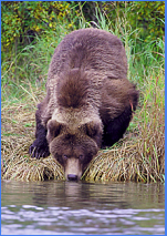 Jasper Guided Hike Grizzly Bear Sighting