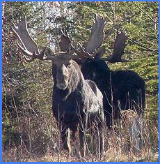 Jasper Guided Hike Moose Sighting