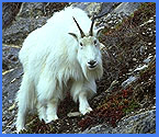 Jasper Guided Hike Mountain Goat Sighting