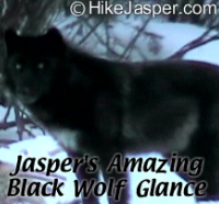 Jasper Hike Viewing a Black Wolf