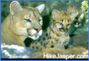 Large Mountain Cat with young - Hike Wabasso Lake to Skyline Trail