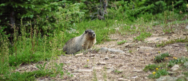A Marmot at the Bald Hills Hike