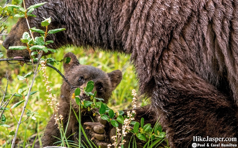 Mother black bear and Cub eating berries