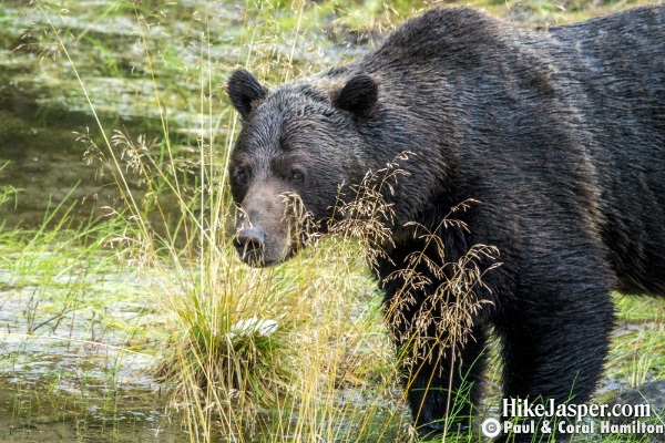 Male Grizzly Uniquely Tall and Dark, Seen later in September, 2018 Jasper, Alberta - Hiking