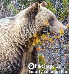 Grizzly Bear Subadult near Jasper in 2018