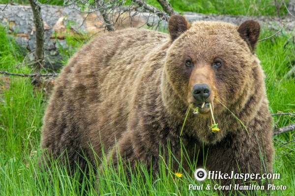 Grizzly Mother of 2 Cubs in Jasper Alberta June 2018