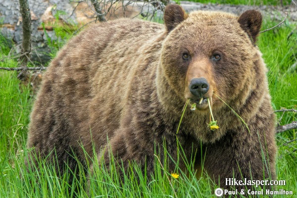 Valley of Five Lakes Grizzly Bear - Hike Jasper