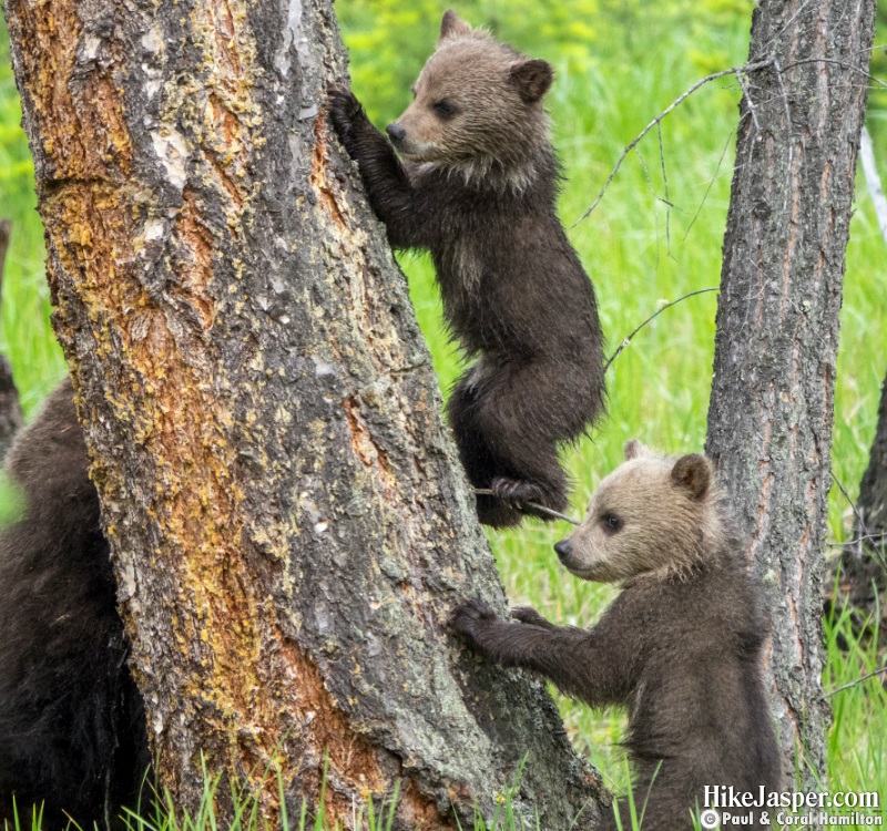 Grizzly Bear Cubs of the Year in Jasper, Alberta - Hiking  2019