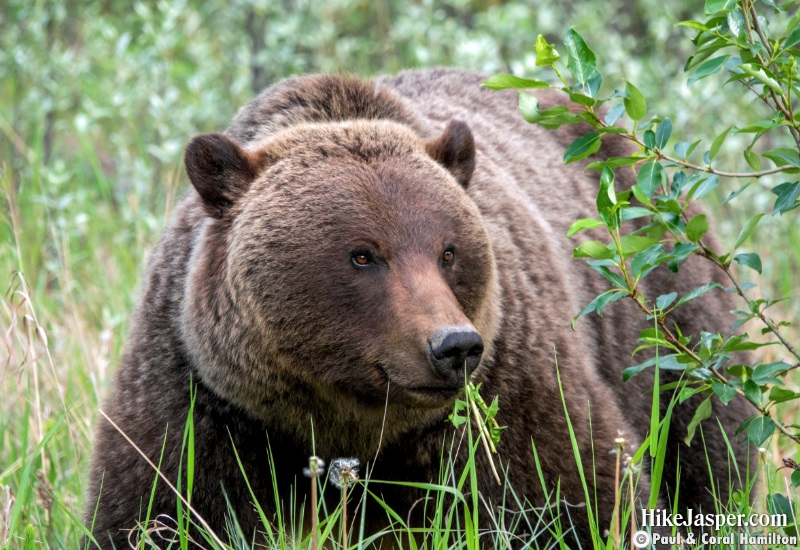 Mother of 1 Grizzly cub in Jasper, Alberta - Hiking  2019