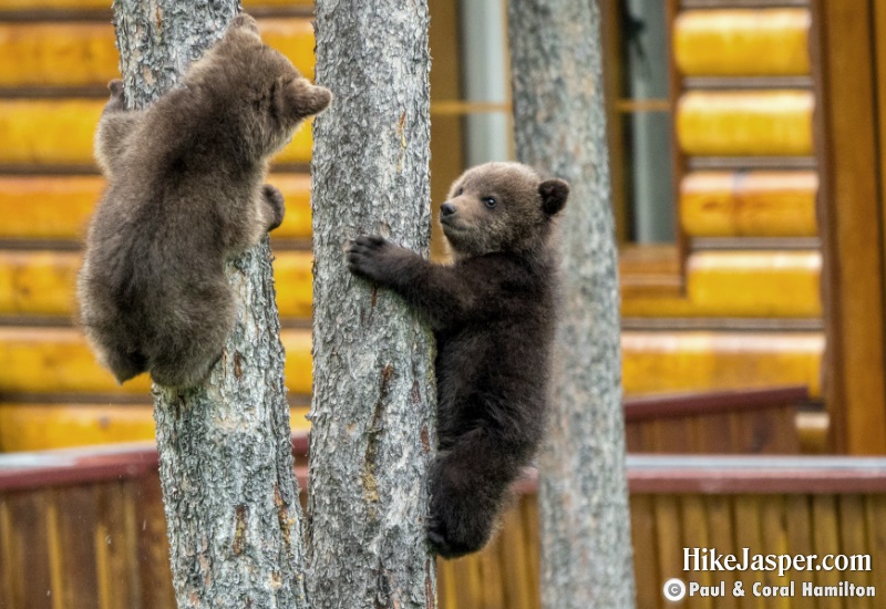Cute Grizzly Cubs of the Year in Jasper, Alberta - Hiking 2020