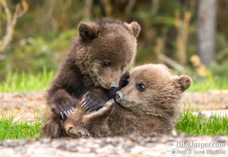 Cute Grizzly Cubs of the Year in Jasper, Alberta - Hiking 2020