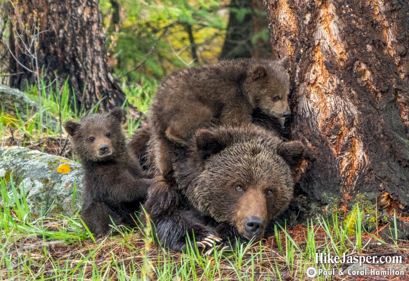 Grizzly Bear Mother Resting while her Cubs Play Jasper, Alberta - Hiking 2020