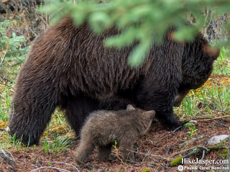 Grizzly Bear Mother with Cub of the Year size difference Jasper Alberta - Hiking 2020