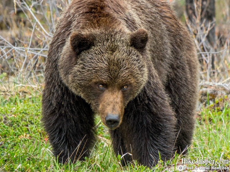 Large Grizzly Bear Sow Mother in Jasper, Alberta - Hiking 2020