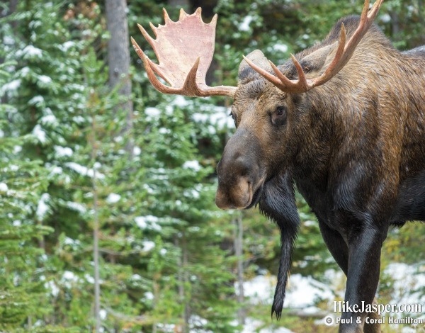 Bull, Cow and Calf Moose Pictures