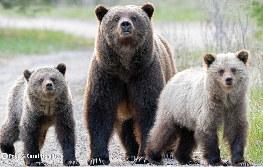 Grizzly Bear Mother and yearlings Jasper, Alberta - Hiking 2021