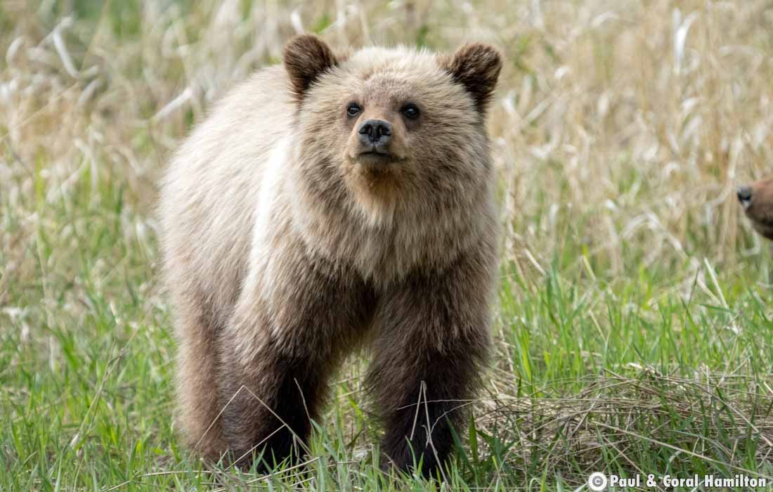 Grizzly Bear yearling Cub in Jasper, Alberta - Hiking 2021