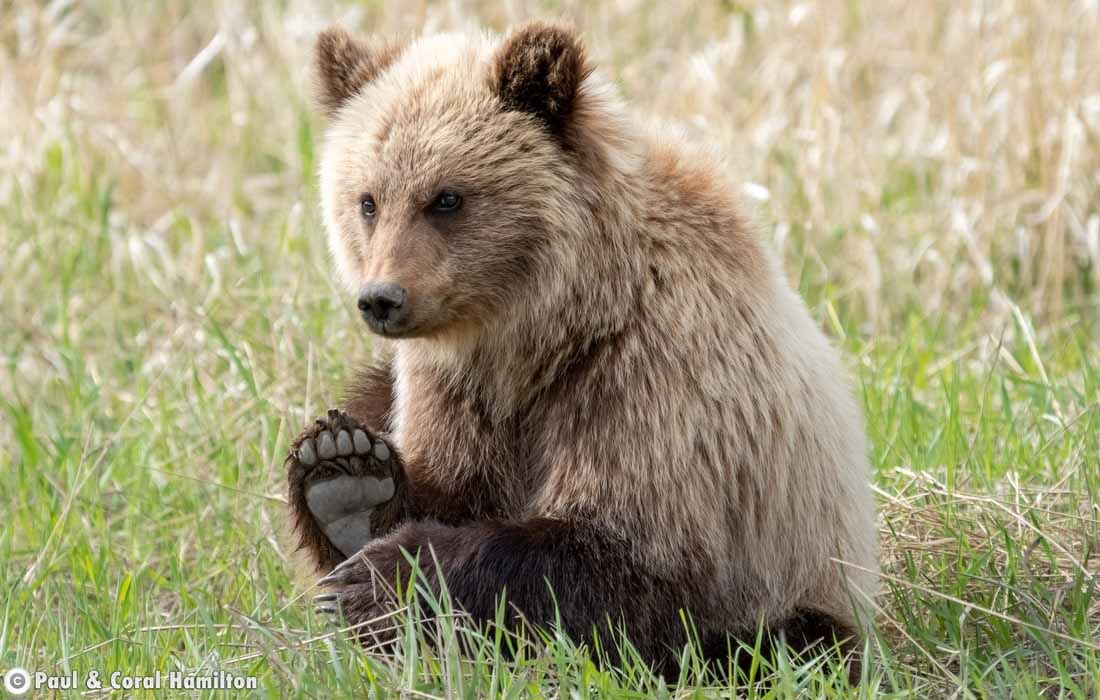 The feet of a grizzly bear Cub - Hiking 2021