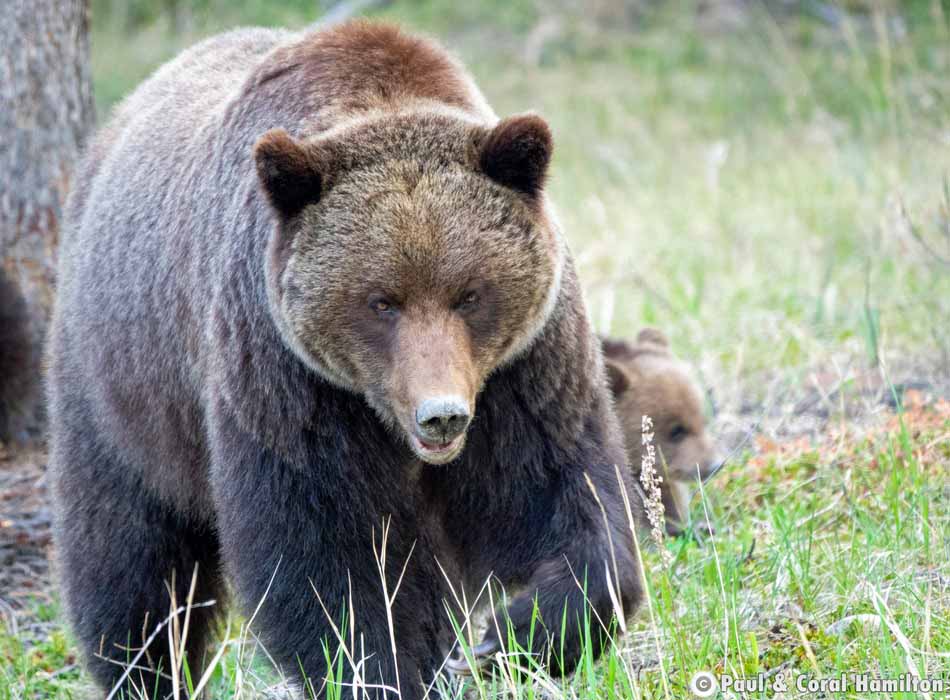 Very Healthy Grizzly Bear Mother in Jasper, Alberta - Hiking 2021