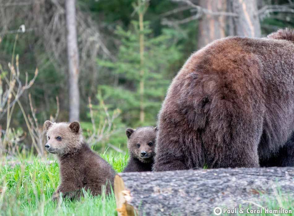 Grizzly Bear Mother with newborn Cubs at Play in Jasper, Alberta - Hiking 2021