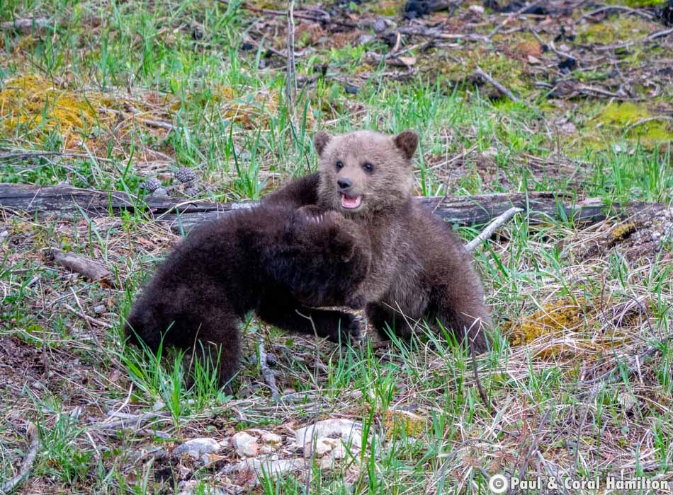 Newborn Grizzly Bear Cubs Playing in Jasper, Alberta - Hiking 2021