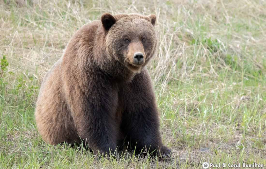 Grizzly Bear Mother in Jasper, Alberta - Hiking 2021