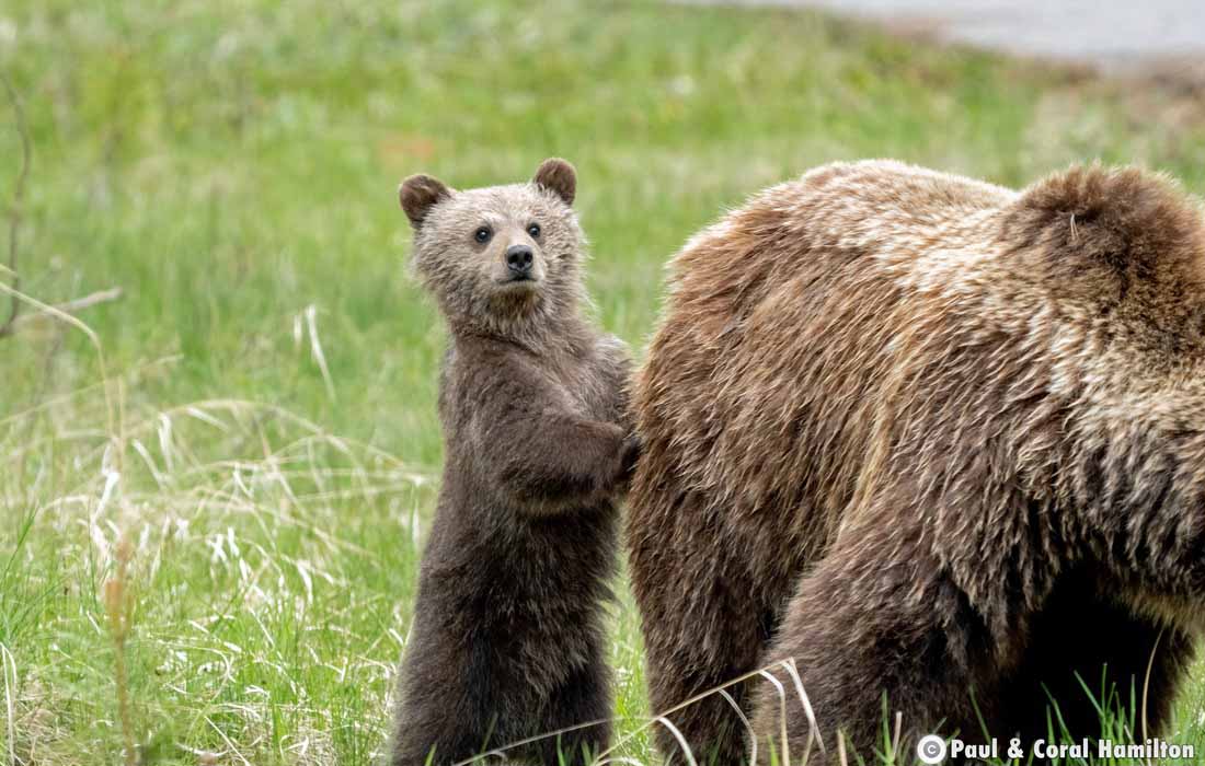 Cute Newborn Grizzly Bear Cub with it's Mother in Jasper, Alberta - Hiking 2021