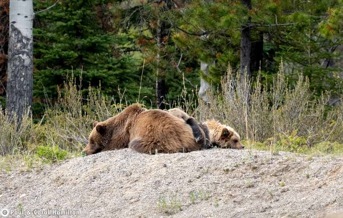 Grizzly Bear Family Sleeping in Jasper, Alberta - Hiking 2021